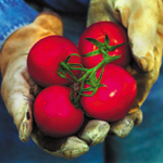 JPEG Optimization Settings