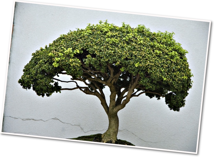 Result of running Node application to apply a Polaroid effect to a photo