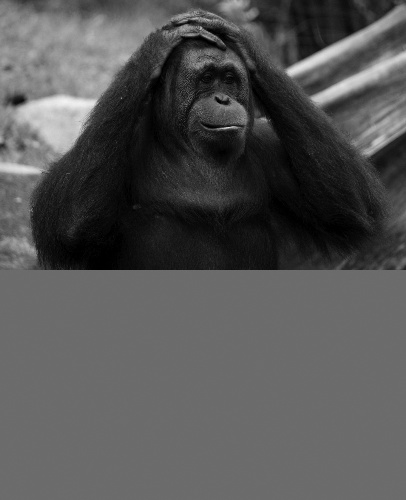 (This image is “Evolution of Expression!” by kabils: . It is used under a Creative Commons license.)