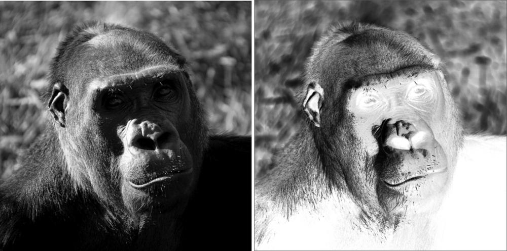 The image on the right has been manipulated using canvas to invert the colors.