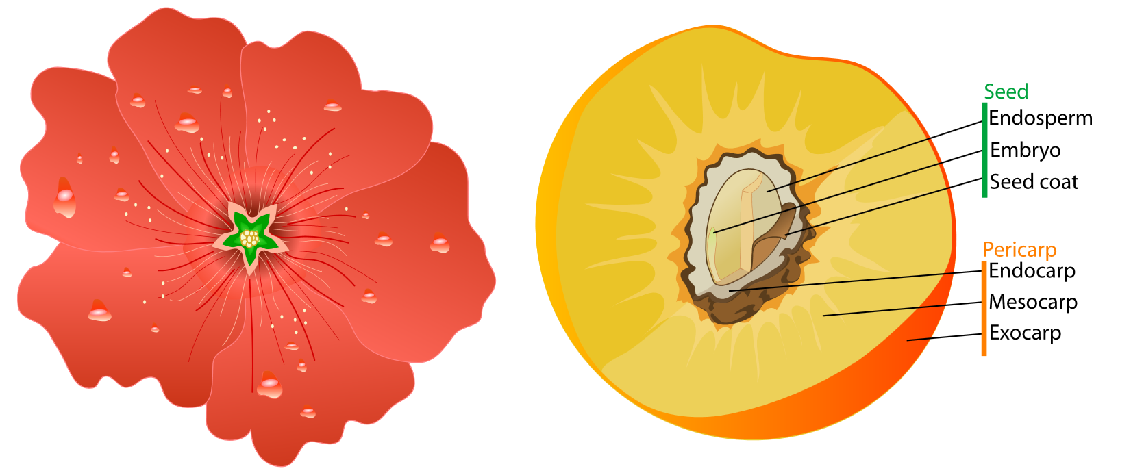The hollyhock uses soft red gradients to accentuate the petals, which are speckled with water droplets. The peach is cut open to reveal the structure of the seed; the seed's endosperm, embryo and seed coat are labelled, along with the endocarp, mesocarp, and exocarp of the fruit (pericarp).