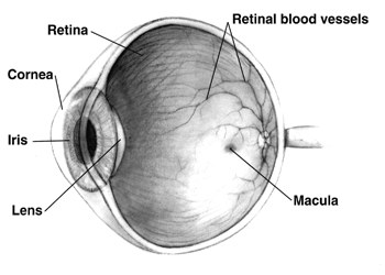 Anatomy of an Eye—taken from National Eye Institute